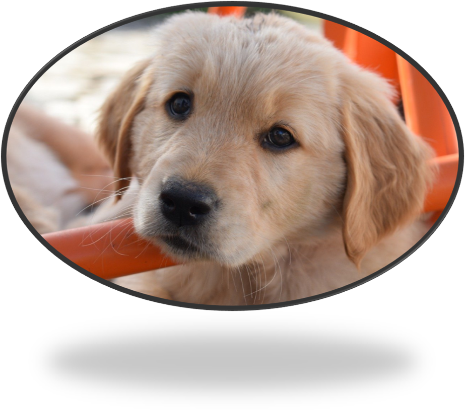 Hund, H�ndchen, Golden Retriever